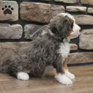 Ren, Mini Bernedoodle Puppy